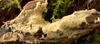 Attēlu rezultāti vaicājumam “Radulomyces confluens”