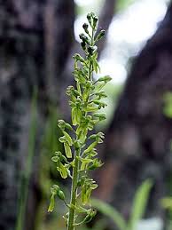 Attēlu rezultāti vaicājumam “Listera ovata”