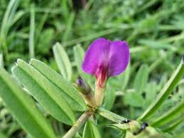 Attēlu rezultāti vaicājumam “Vicia angustifolia leaf”