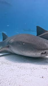 Image result for Ginglymostoma cirratum