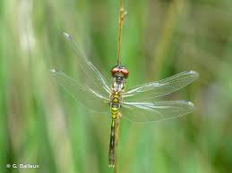 Attēlu rezultāti vaicājumam “Leucorrhinia albifrons”