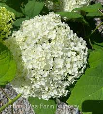 Attēlu rezultāti vaicājumam “Hydrangea arborescens”
