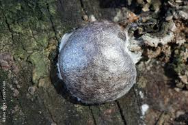 Attēlu rezultāti vaicājumam “Reticularia sp.”