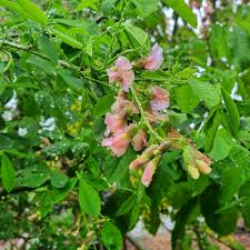 Attēlu rezultāti vaicājumam “Laburnum alpinum flower”