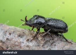 Attēlu rezultāti vaicājumam “Sinodendron cylindricum female”
