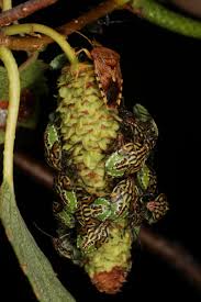 Attēlu rezultāti vaicājumam “Elasmostethus interstinctus nymph”