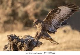 Attēlu rezultāti vaicājumam “Buteo buteo”