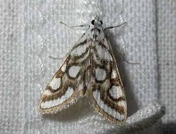 Attēlu rezultāti vaicājumam “Nymphula nitidulata”