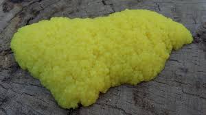 Attēlu rezultāti vaicājumam “Brefeldia maxima young”