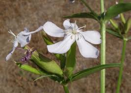 Attēlu rezultāti vaicājumam “Saponaria officinalis flower”