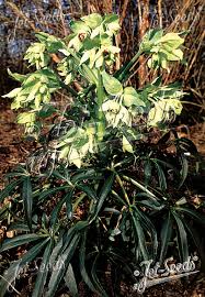 Image result for Helleborus foetidus
