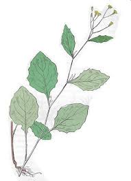 Attēlu rezultāti vaicājumam “Lapsana communis flower”