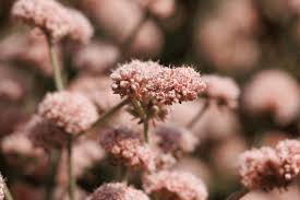 Attēlu rezultāti vaicājumam “Diderma cinereum”