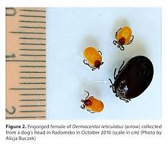 Attēlu rezultāti vaicājumam “Dermacentor reticulatus female”