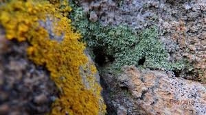 Attēlu rezultāti vaicājumam “Lepraria incana”