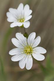 Attēlu rezultāti vaicājumam “Cerastium arvense flower”