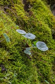 Attēlu rezultāti vaicājumam “Leucodon sciuroides”