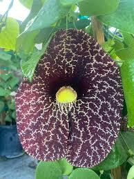 Attēlu rezultāti vaicājumam “Aristolochia durior flower”