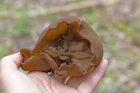 Attēlu rezultāti vaicājumam “Peziza badia”