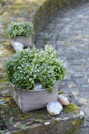 Image result for Vergissmeinnicht