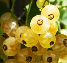 Attēlu rezultāti vaicājumam “Ribes rubrum fruit”