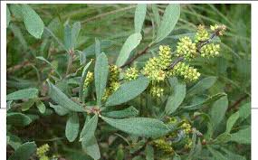 Attēlu rezultāti vaicājumam “Myrica gale fruit”