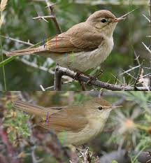 Attēlu rezultāti vaicājumam “Acrocephalus dumetorum”