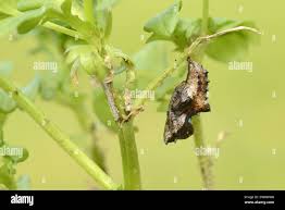 Attēlu rezultāti vaicājumam “Argynnis paphia pupa”