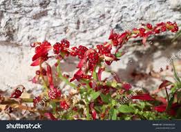 Attēlu rezultāti vaicājumam “Chenopodium foliosum”