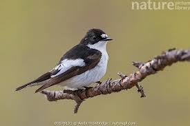 Attēlu rezultāti vaicājumam “Ficedula hypoleuca”