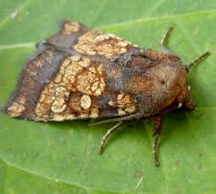 Attēlu rezultāti vaicājumam “Gortyna flavago”