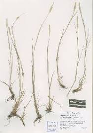 Attēlu rezultāti vaicājumam “Stemonitopsis aequalis (var. aequalis)”