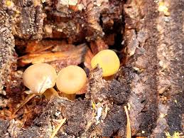 Attēlu rezultāti vaicājumam “Physarum daamsii sessile”