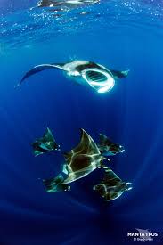 Image result for Mobula hypostoma