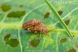 Attēlu rezultāti vaicājumam “Lochmaea caprea”