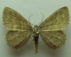 Attēlu rezultāti vaicājumam “Scopula immorata”