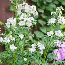 Image result for Polemonium coeruleum album