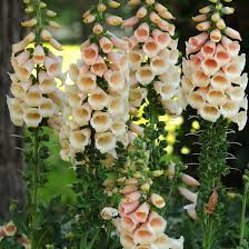 Image result for Digitalis purpurea