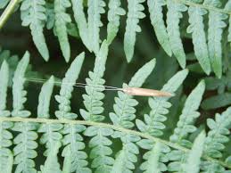 Attēlu rezultāti vaicājumam “Oecetis ochracea”