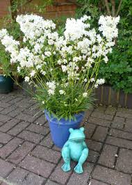 Attēlu rezultāti vaicājumam “Silene viscaria fruit”