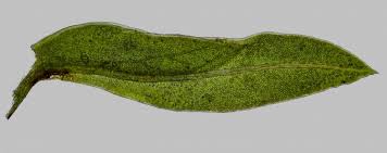 Attēlu rezultāti vaicājumam “Fissidens bryoides”