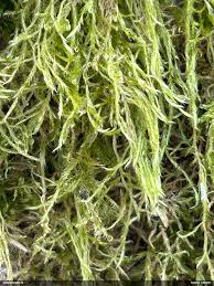 Attēlu rezultāti vaicājumam “Hypnum cupressiforme var. filiforme”