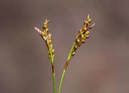 Attēlu rezultāti vaicājumam “Carex digitata fruit”