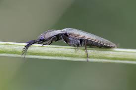 Attēlu rezultāti vaicājumam “Ctenicera pectinicornis”