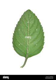 Attēlu rezultāti vaicājumam “Mentha x verticillata leaf”