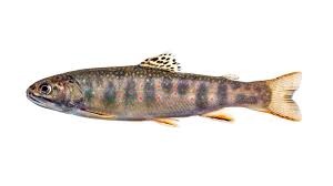 Image result for Oncorhynchus nerka