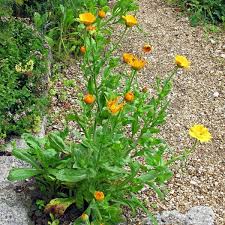 Attēlu rezultāti vaicājumam “Calendula officinalis”