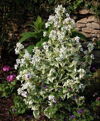 Image result for Lunaria annua