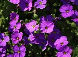 Attēlu rezultāti vaicājumam “Aubrieta deltoidea”