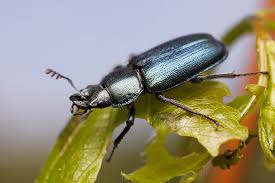 Attēlu rezultāti vaicājumam “Platycerus caraboides”
